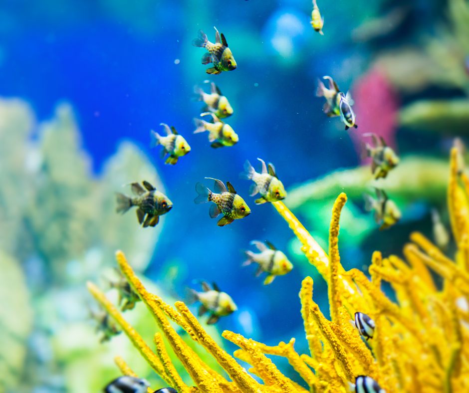 cá cảnh Quảng Ngãi