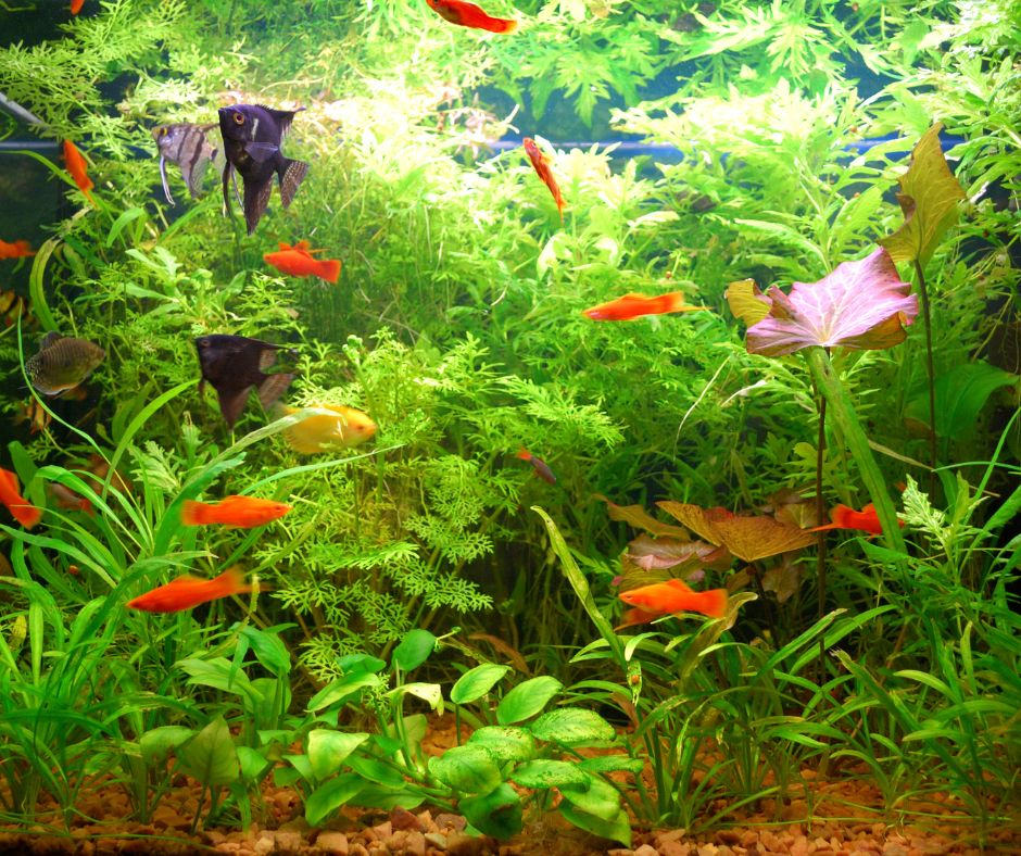 cá cảnh Quảng Ngãi