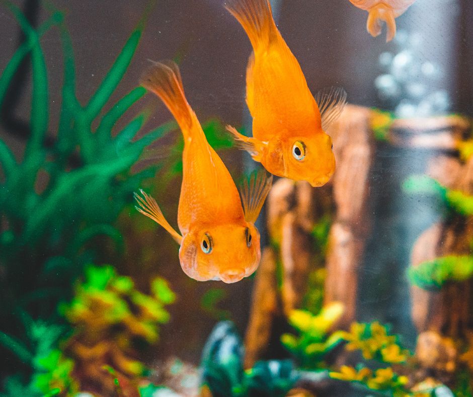 cá cảnh Quảng Ngãi