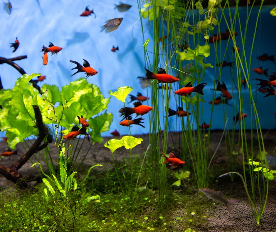 cá cảnh Quảng Ngãi