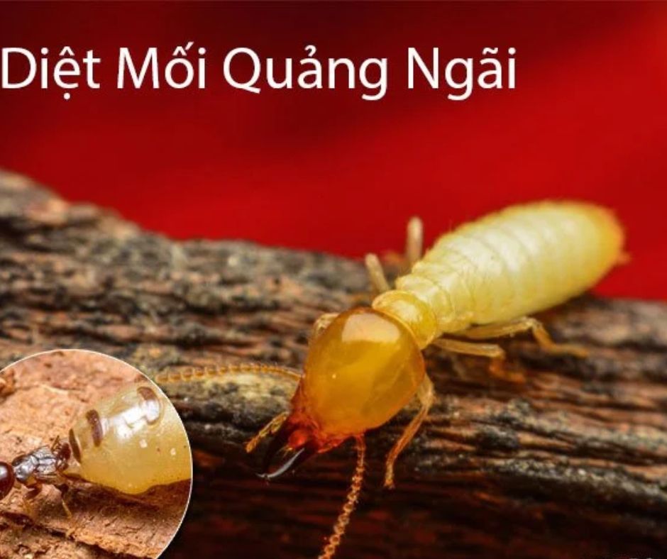 diệt mối tại quảng ngãi Top 5 công ty diệt mối tại Quảng Ngãi
