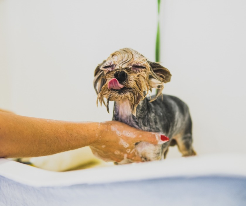 spa chó mèo quảng ngãi spa chó mèo Quảng Ngãi