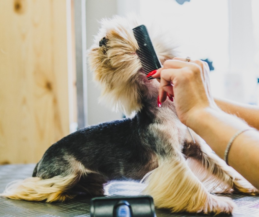 spa chó mèo quảng ngãi spa thú cưng Quảng Ngãi