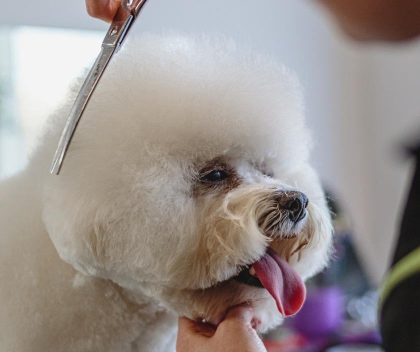 spa chó mèo quảng ngãi spa chó mèo Quảng Ngãi