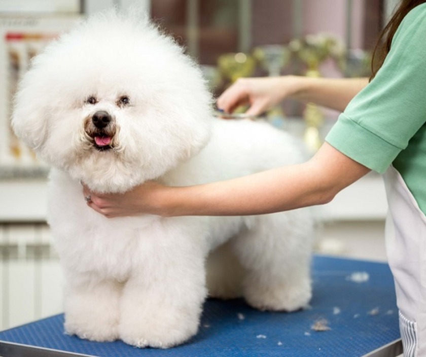 spa chó mèo Quảng Ngãi