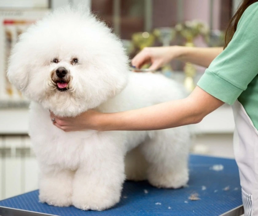 spa chó mèo Quảng Ngãi