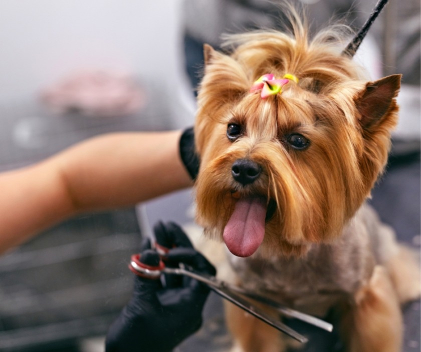 spa chó mèo quảng ngãi spa cho chó ở Quảng Ngãi