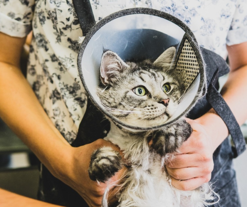 spa chó mèo quảng ngãi spa mèo Quảng Ngãi